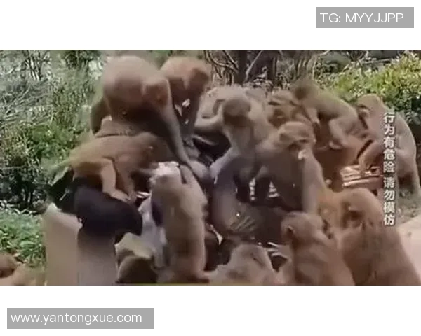 恐遭罚?蓉城球迷朝河南外援竖中指+骂黑鬼+学猴叫!竞赛一度中止 恐遭罚?蓉城球迷朝河南外援竖中指+骂黑鬼+学猴叫!竞赛一度中止